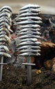 Grilled sardine skewers called Espetos on the beach in Malaga, Costa del Sol, Andalusia, Spain Royalty Free Stock Photo