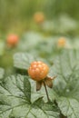 Delicious and healthy amber- colored cloudberry Rubus chamaemorus growing wild in Estonian forest