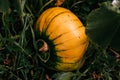 Delicious and healthy autumn vegetable for Halloween. A large orange pumpkin grows in the garden. Farm for growing pumpkins. Big Royalty Free Stock Photo