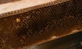 Delicious and healthy bee products. Honeycomb with honey in a wooden frame. Beehive, beekeeping. A small part of the honey summer