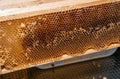 Delicious and healthy bee products. Honeycomb with honey in a wooden frame. Beehive, beekeeping. A small part of the honey summer