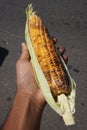 Delicious and healthy burned baby corn, Sri Lanka. Royalty Free Stock Photo