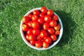 Delicious and healthy fresh aromatic vegetables from the garden, organic vegetarian raw materials. Lots of red, freshly picked Royalty Free Stock Photo