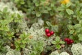 Delicious red lingonberry Vaccinium vitis-idaea berries Royalty Free Stock Photo