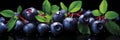 Delicious huckleberry background - fresh berries for food photography and culinary design