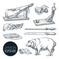 Delicious iberian pork jamon leg and cutting tools. Sketch illustration of Spanish gourmet cuisine