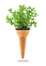 Delicious ice cream cone with mint taste Royalty Free Stock Photo