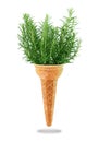 Delicious ice cream cone with rosemary taste Royalty Free Stock Photo