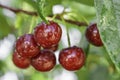 Delicious juicy cherries with drops after rain hanging on a branch. Defocus dreamy image of summer nature. Concept of nature,