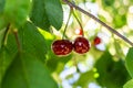 Delicious juicy cherries hanging on a branch. Defocus dreamy image of summer nature. Couple of ideally matched cherries Royalty Free Stock Photo