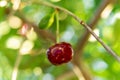 Delicious juicy cherry hanging on a branch. Defocus dreamy image of summer nature. Single cherry as a symbol of