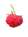 Delicious juicy raspberries.White background.