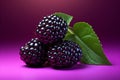 Delicious and juicy ripe boysenberry standing out on a vibrant reddish purple background