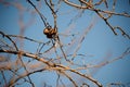 Delicious kiwi fruit on the dried branches on the blurred background of clear sky