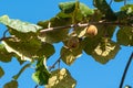 Delicious Kiwi Fruit growing on a vine in rural Portugal Royalty Free Stock Photo