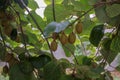 delicious kiwis in my garden