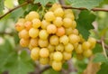 Delicious, mature, yellow, seedless Sultaniye grape Royalty Free Stock Photo