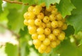 Delicious, mature, yellow, seedless Sultaniye grape Royalty Free Stock Photo