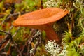 Delicious milk cap (Lactarius rufus) mushroom in autumn forest Royalty Free Stock Photo