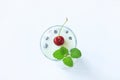 Cooled milk jello treat in a glass with green mint leaves on a white wooden background, copy space, top view