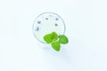 Cooled milk jello treat in a glass with green mint leaves on a white wooden background, copy space, top view