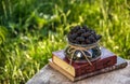 Delicious mulberry and stack of books in the garden. Bowl of black ripe mulberry on the background of summer garden. Royalty Free Stock Photo