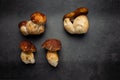 Delicious mushrooms on a grey background