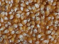Delicious natural corn popcorn flour grain food