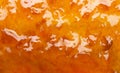 Delicious orange tasty jam texture background close up