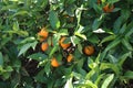Delicious oranges natural fruit vitamins beautiful tree