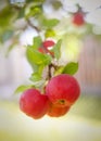 Delicious organic crab apples hanging on a branch of a crab apple tree Royalty Free Stock Photo