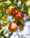 Delicious organic crab apples hanging on a branch of a crab apple tree Royalty Free Stock Photo