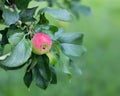 Delicious organic crab apples hanging on a branch of a crab apple tree Royalty Free Stock Photo