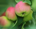 Delicious organic crab apples hanging on a branch of a crab apple tree Royalty Free Stock Photo