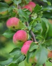 Delicious organic crab apples hanging on a branch of a crab apple tree Royalty Free Stock Photo