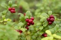 Delicious organic lingonberry Vaccinium vitis-idaea berries growing in Estonian forests Royalty Free Stock Photo