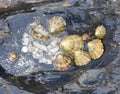 Delicious patella sea food on a rock