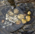 Delicious patella sea food on a rock