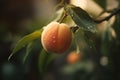 Delicious Peach on a Fruit Tree Branch - Versatile Symbol of Natural Foods and Healthy Living