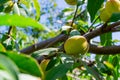 Delicious peach fruits on a tree. Royalty Free Stock Photo