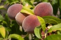 Delicious peaches on the tree Royalty Free Stock Photo
