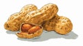 Delicious Peanuts Food Vector Art with Outline Isolated on White Background Royalty Free Stock Photo