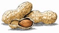 Delicious Peanuts Food Vector Art with Outline Isolated on White Background Royalty Free Stock Photo