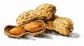 Delicious Peanuts Food Vector Art with Outline Isolated on White Background Royalty Free Stock Photo