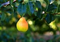 Delicious pear hanging on the tree. Royalty Free Stock Photo