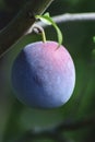 Delicious plum