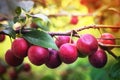 Delicious plums on the branches of the tree. Useful vitaminized fruit Royalty Free Stock Photo