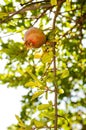 A delicious pomegranate fruit alone in a tree growing up to a juicy fruit