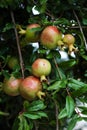 Delicious pomegranate fruit on a green leafs background.