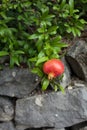 Delicious pomegranate fruit on a green leafs background.